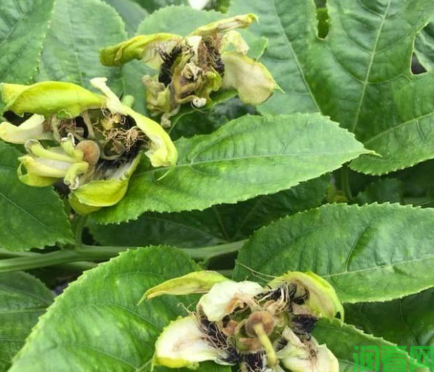 百香果花蕾变黄脱落是怎么回事？