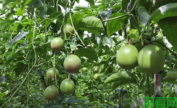 种植百香果为什么要施硼肥？