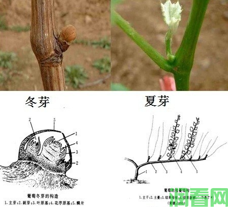 红地球葡萄品种的芽分为几种，红地球葡萄花芽如何分化？