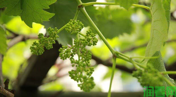 大棚葡萄花期温度、湿度管理要注意什么？