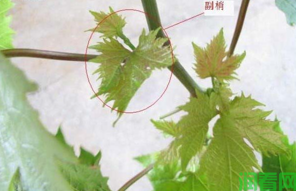 葡萄一年两熟技术如何实现？
