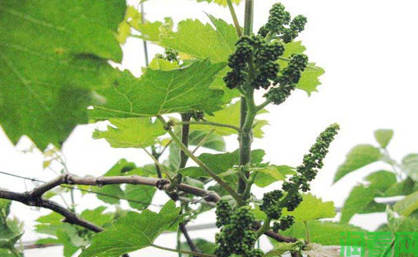 葡萄如何疏花疏果？