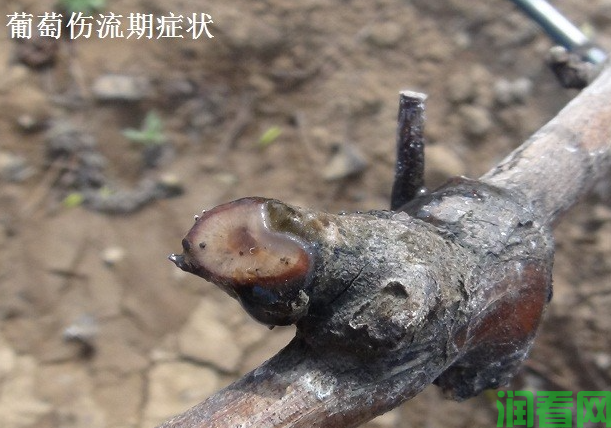 葡萄一年的生长发育分哪些时期？