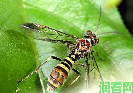 樱桃叶蜂如何防治？