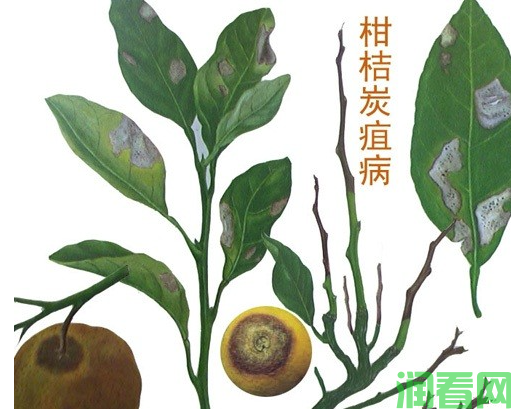 柑橘炭疽病如何防治？柑橘炭疽病用什么药最好？
