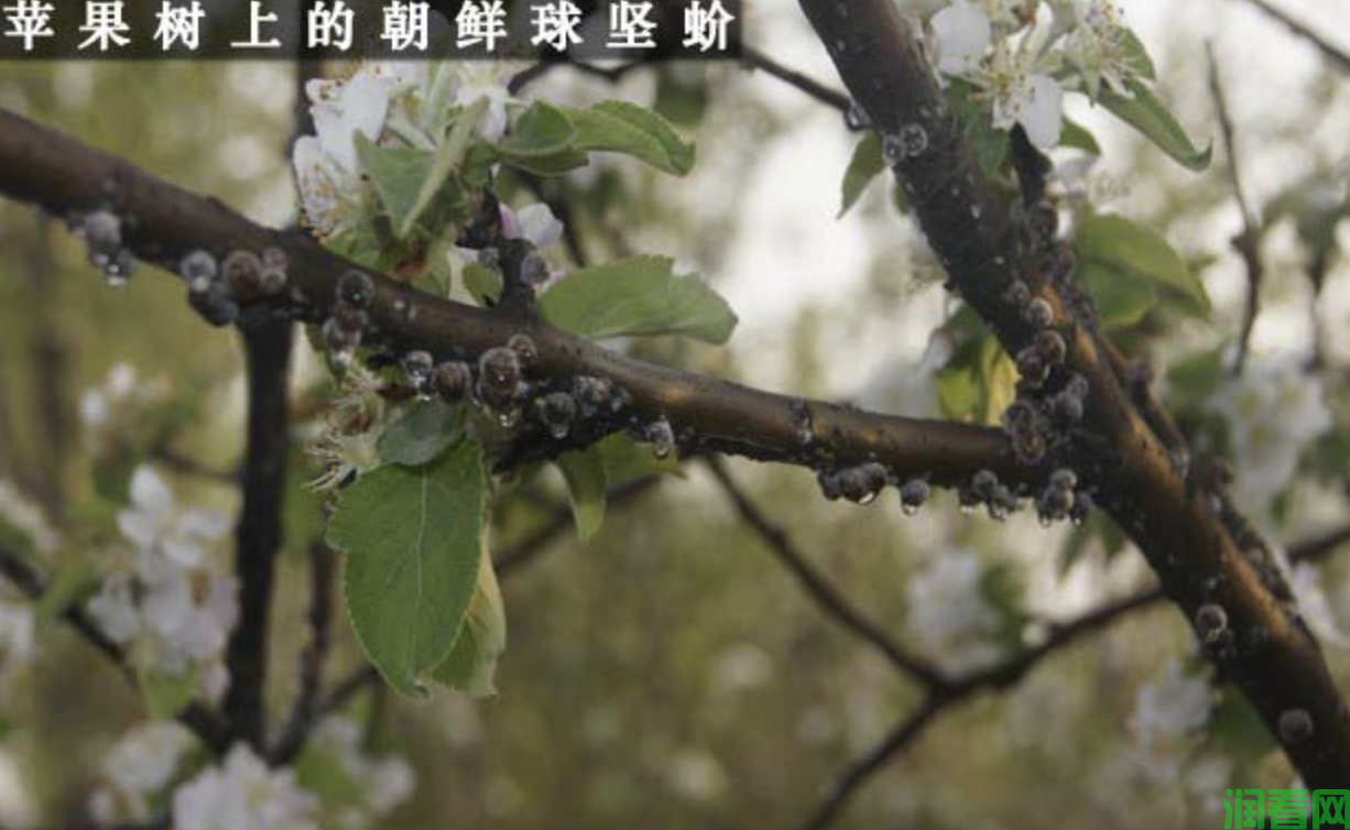 苹果树介壳虫怎么防治？