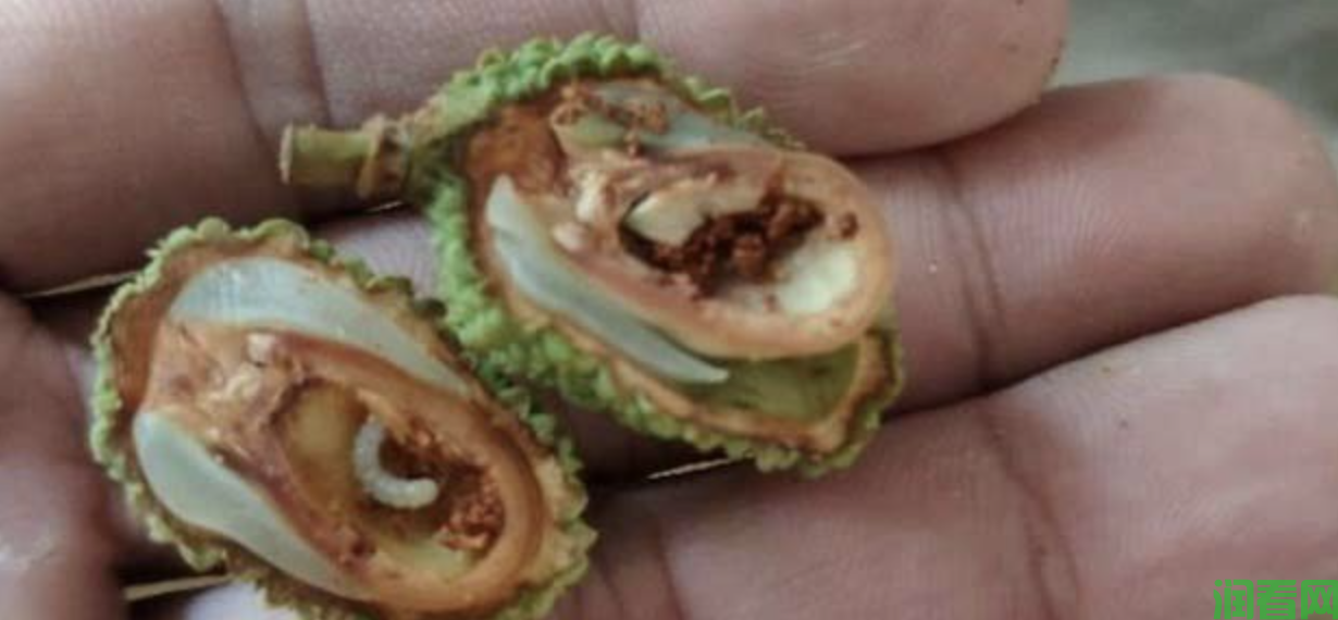 荔枝蛀蒂虫用什么药？（荔枝蛀蒂虫什么时候喷药最佳）