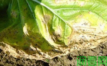 大白菜假黑斑病如何防治？