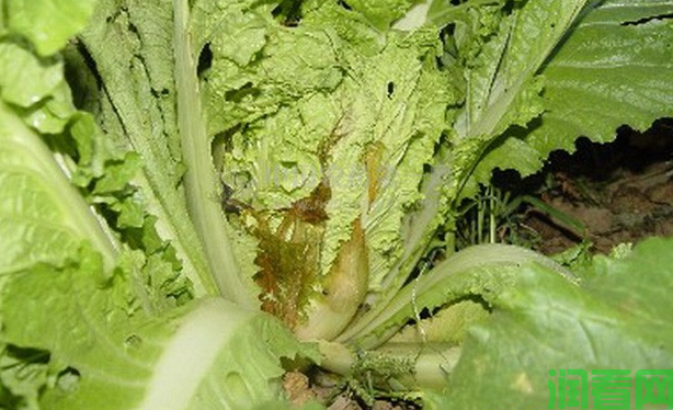 大白菜软腐病如何防治？