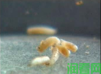 白菜地蛆病症状（白菜地蛆病防治方法）