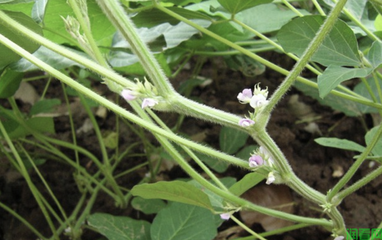 大豆花荚脱落原因是什么？