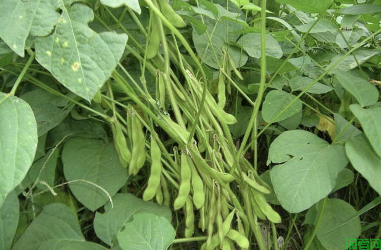 大豆重茬为什么减产？