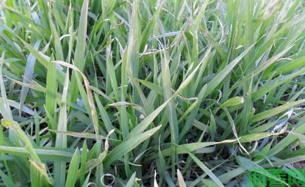 什么是小麦冻害？