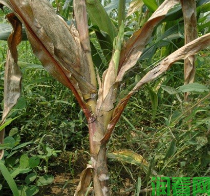 玉米黑束病如何防治？