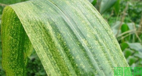 玉米矮花叶病如何防治？