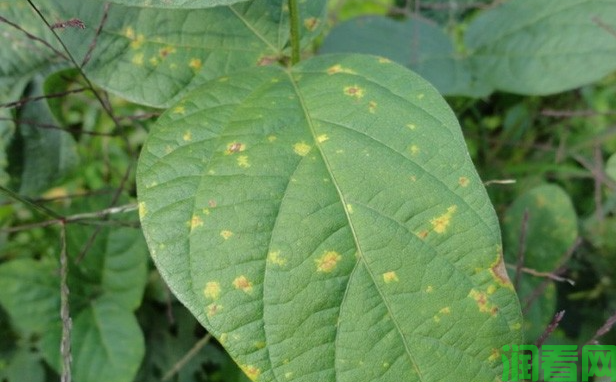大豆霜霉病怎样防治？