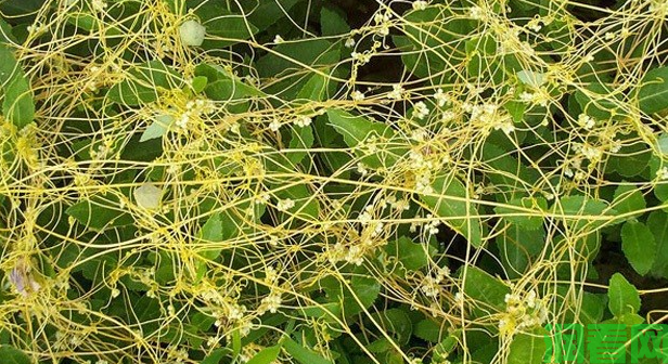大豆菟丝子怎样防治？