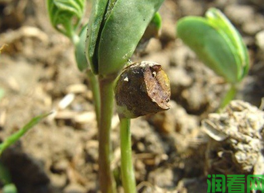 大豆炭疽病怎样防治？