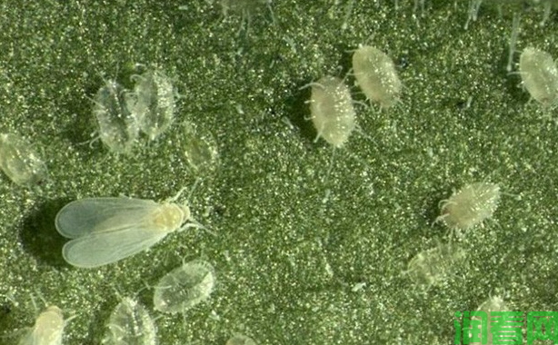 大豆烟粉虱怎样防治？