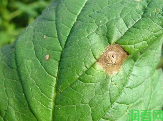 种芝麻如何防治芝麻轮纹病？