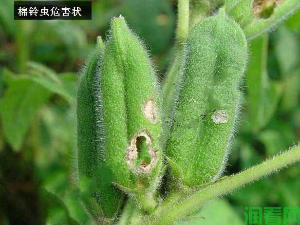 种芝麻如何防治棉铃虫？