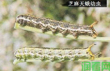 种芝麻如何防治芝麻天蛾？