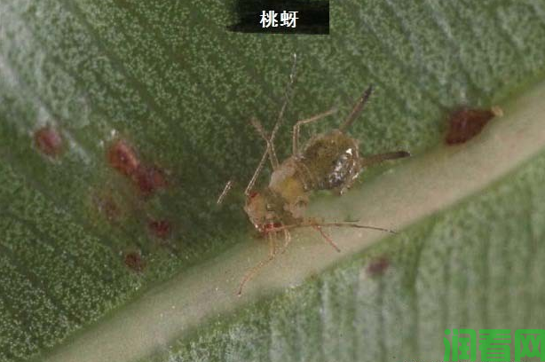 种芝麻如何防治桃蚜？